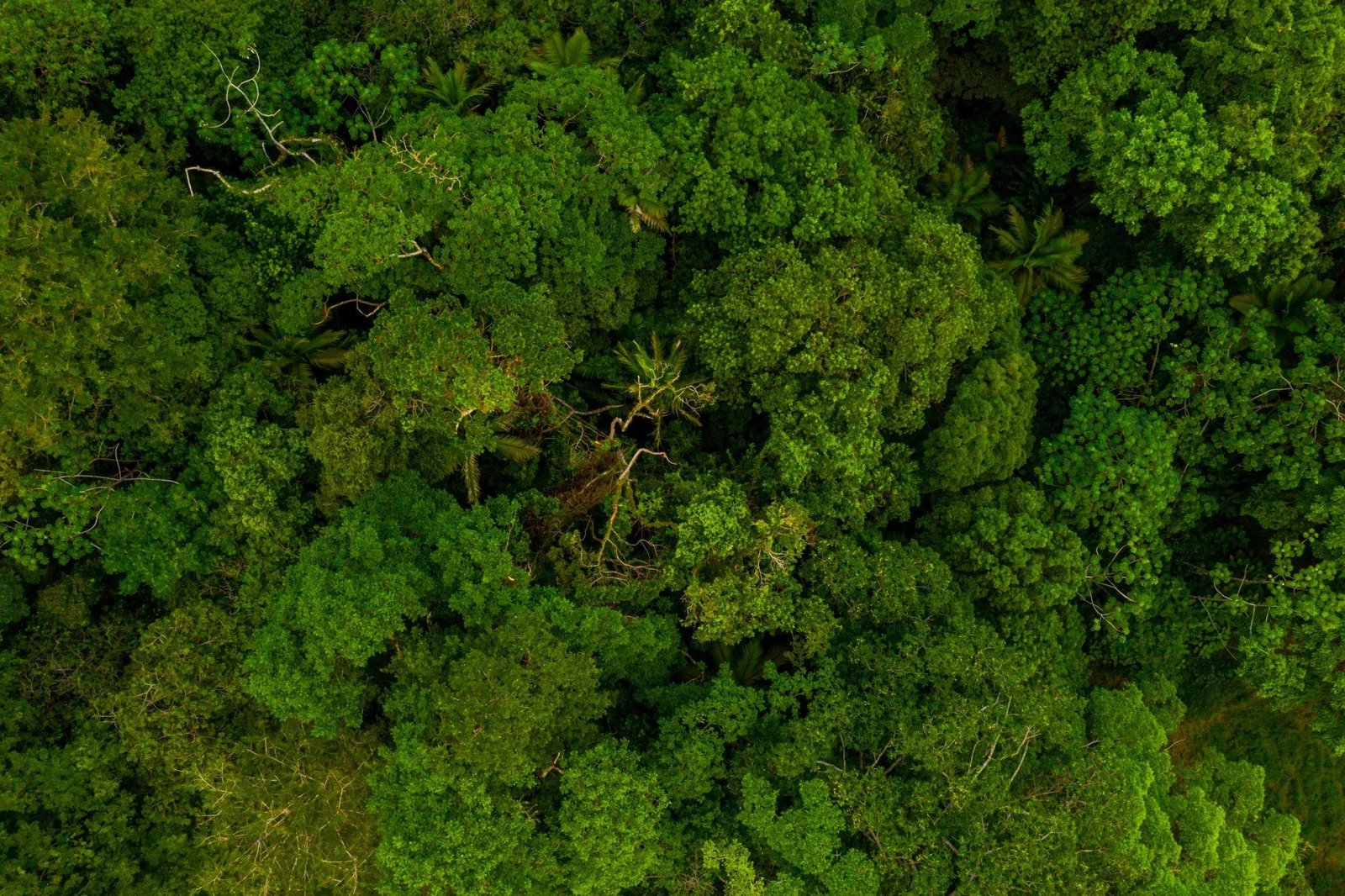 Aerial view of rainforest